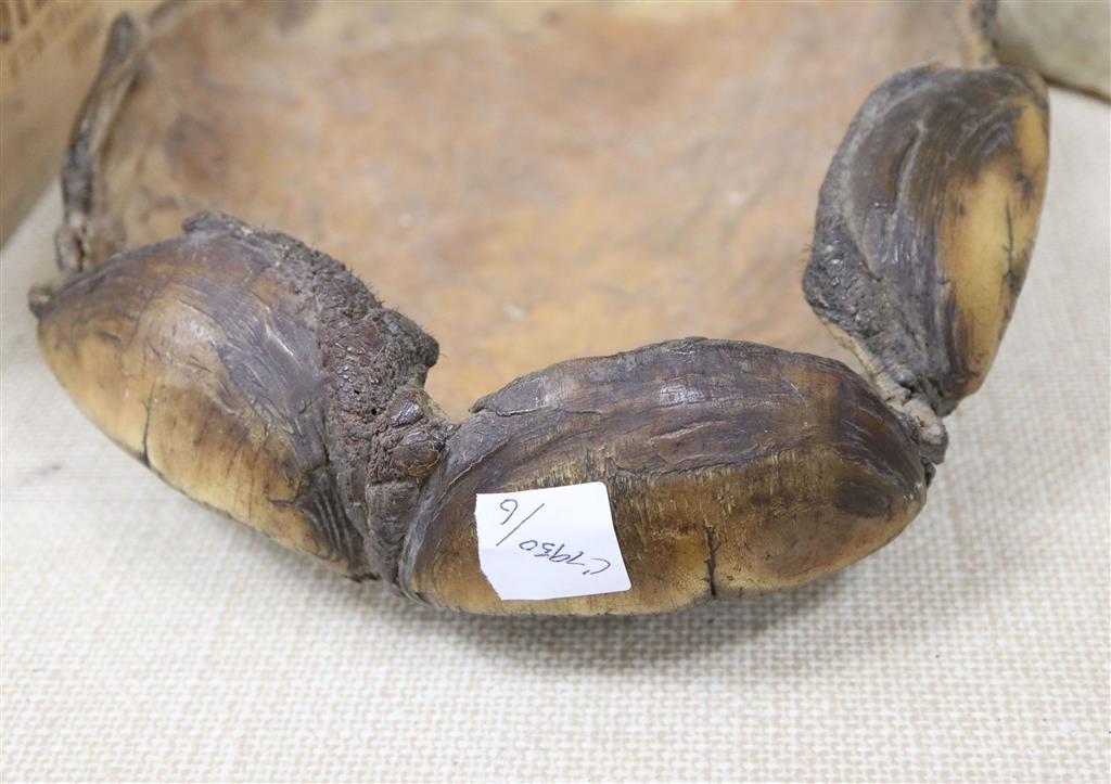 The sole of an elephants foot, 19th century
